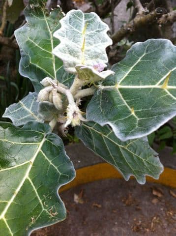 Solanum marginatum 6