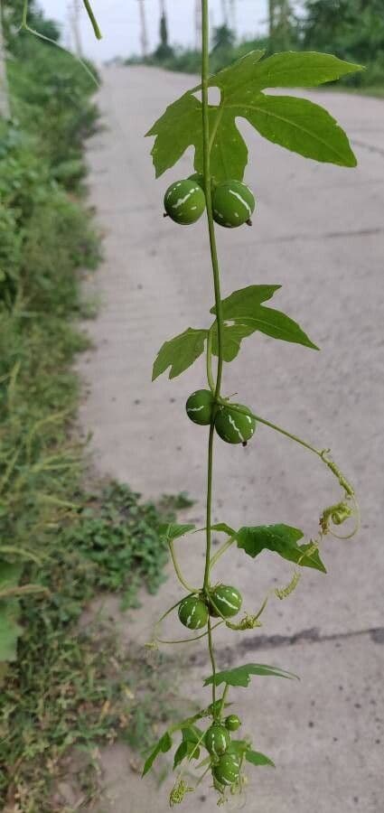 Diplocyclos palmatus 14