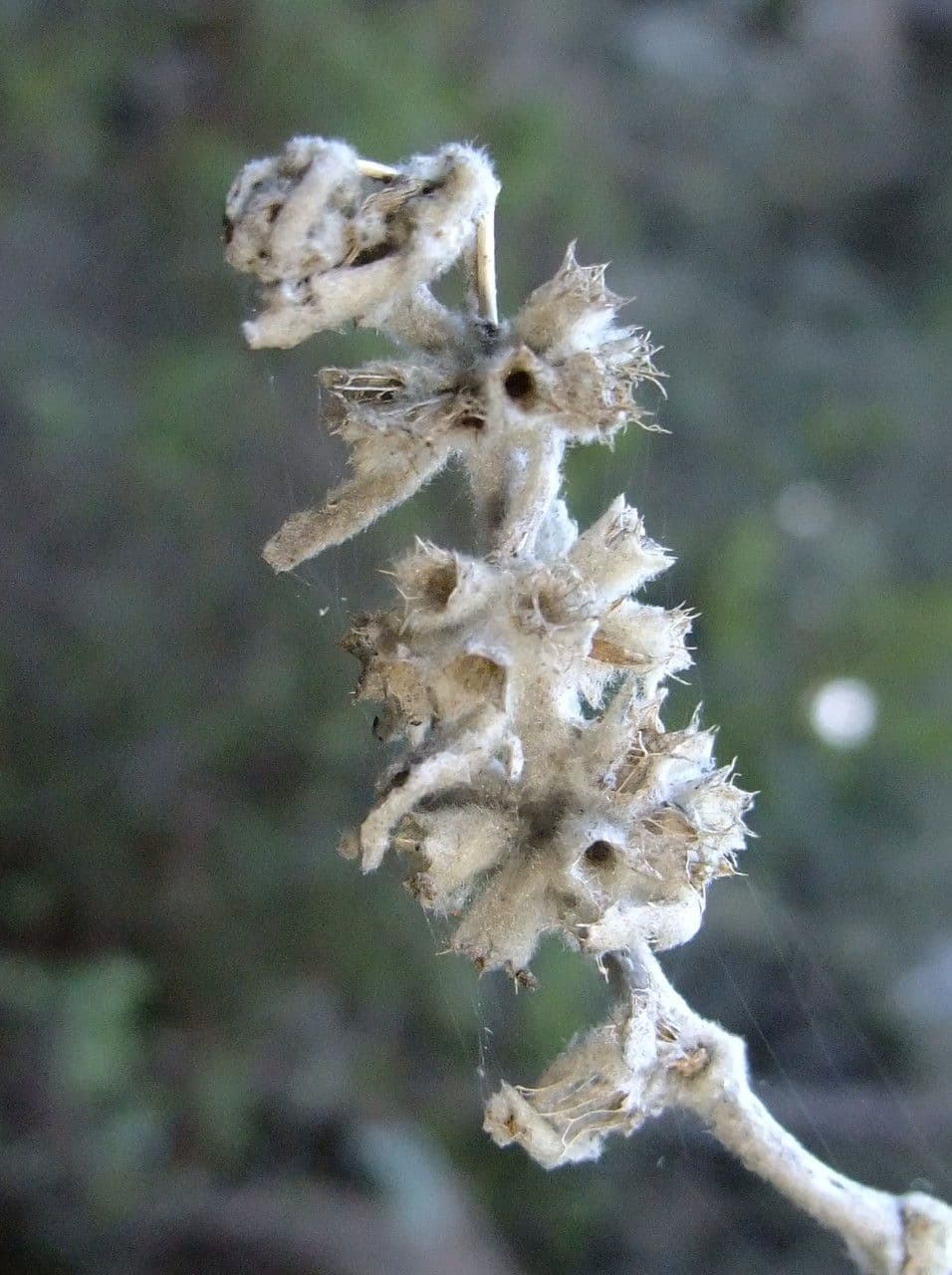 Sideritis 2