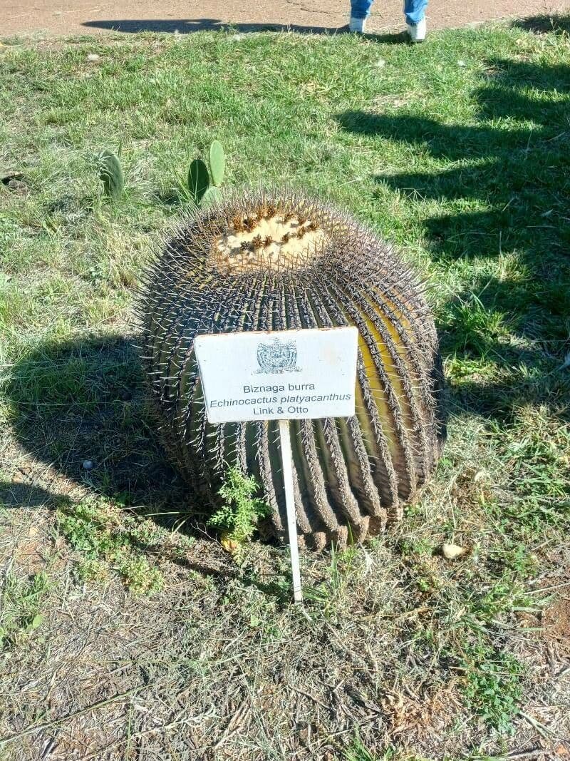 Echinocactus 7