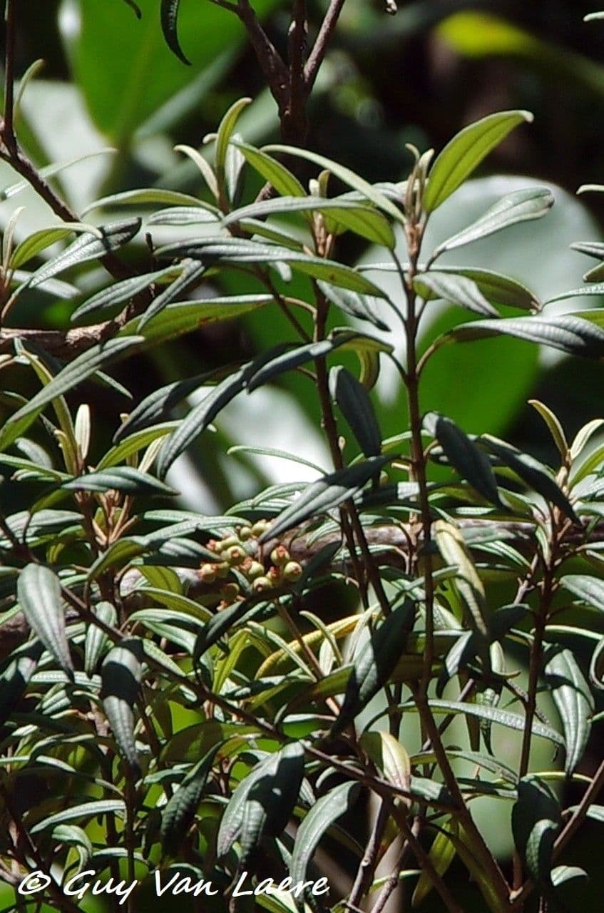 Miconia 4