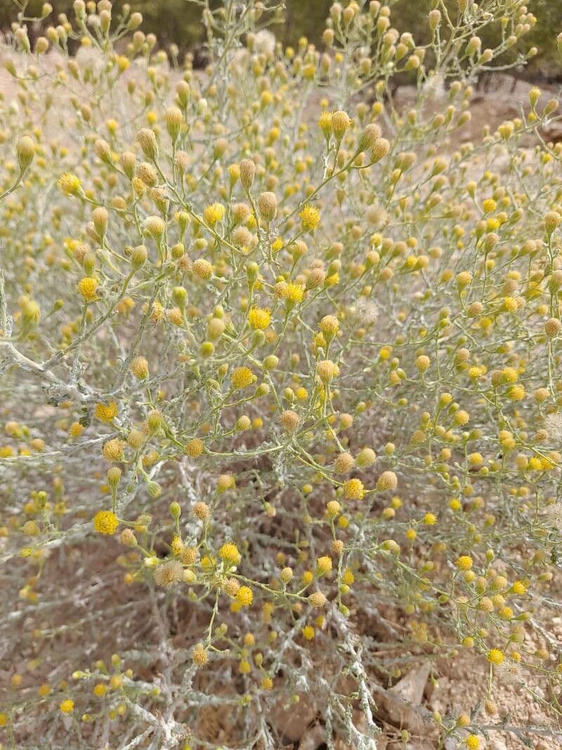 Pulicaria 9