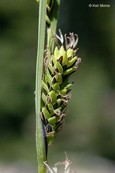 Carice acquatica 6