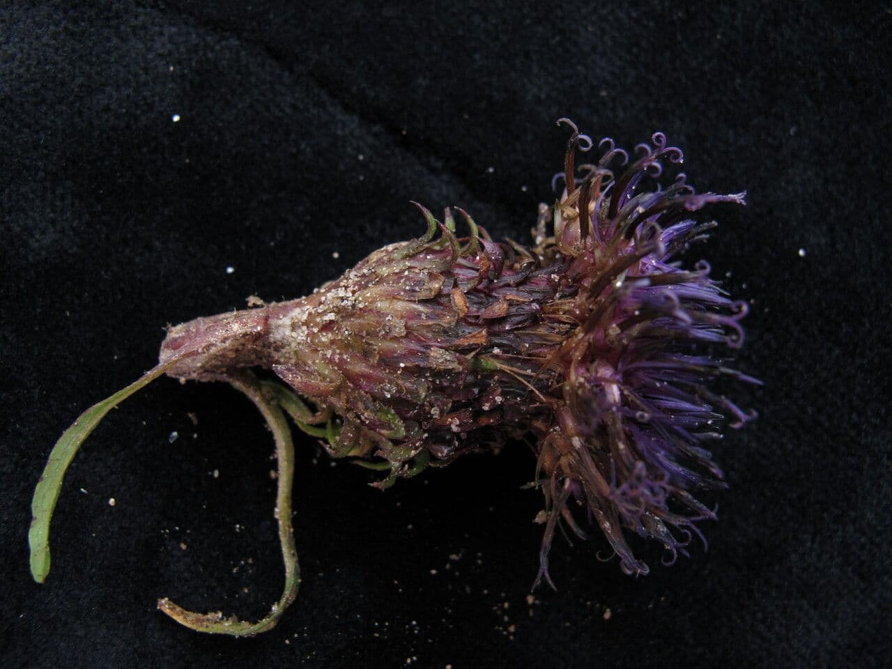Saussurea leontodontoides 6