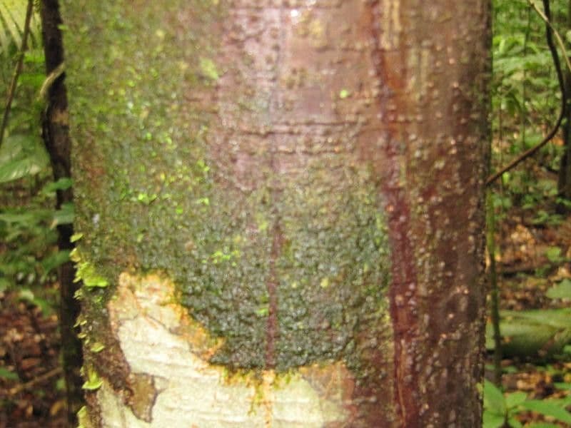 Eschweilera collinare