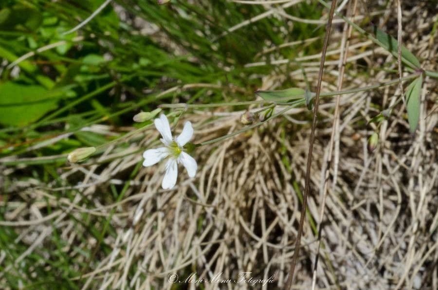 Silene rupestre 3