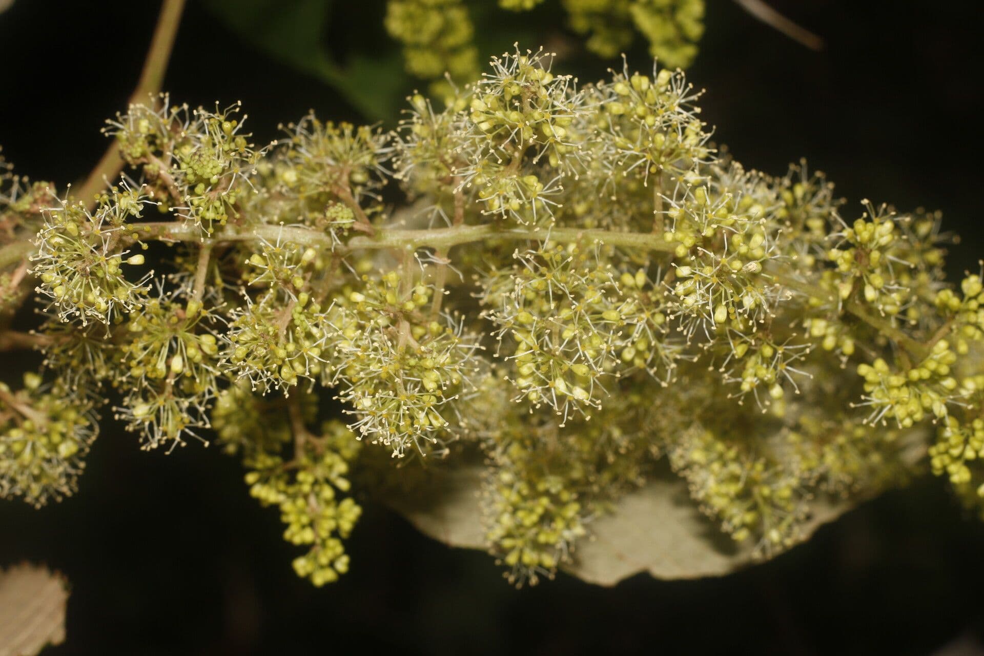 Vitis tiliifolia 10
