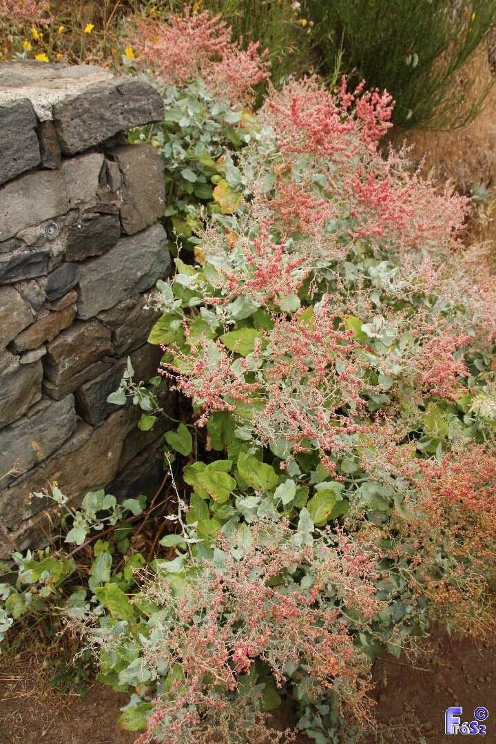 Rumex maderensis 9