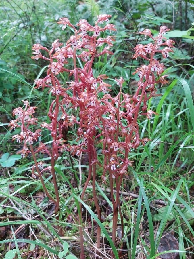 Corallorhiza 11