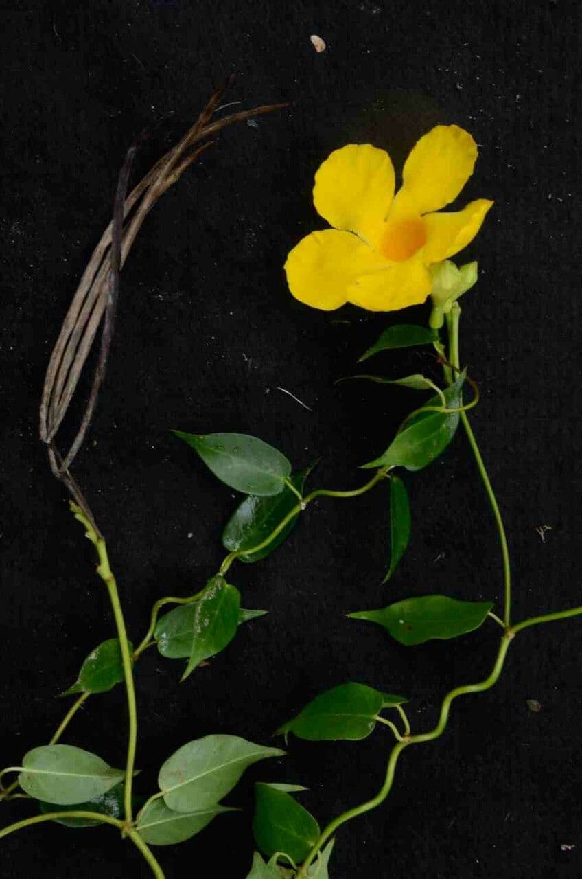Mandevilla