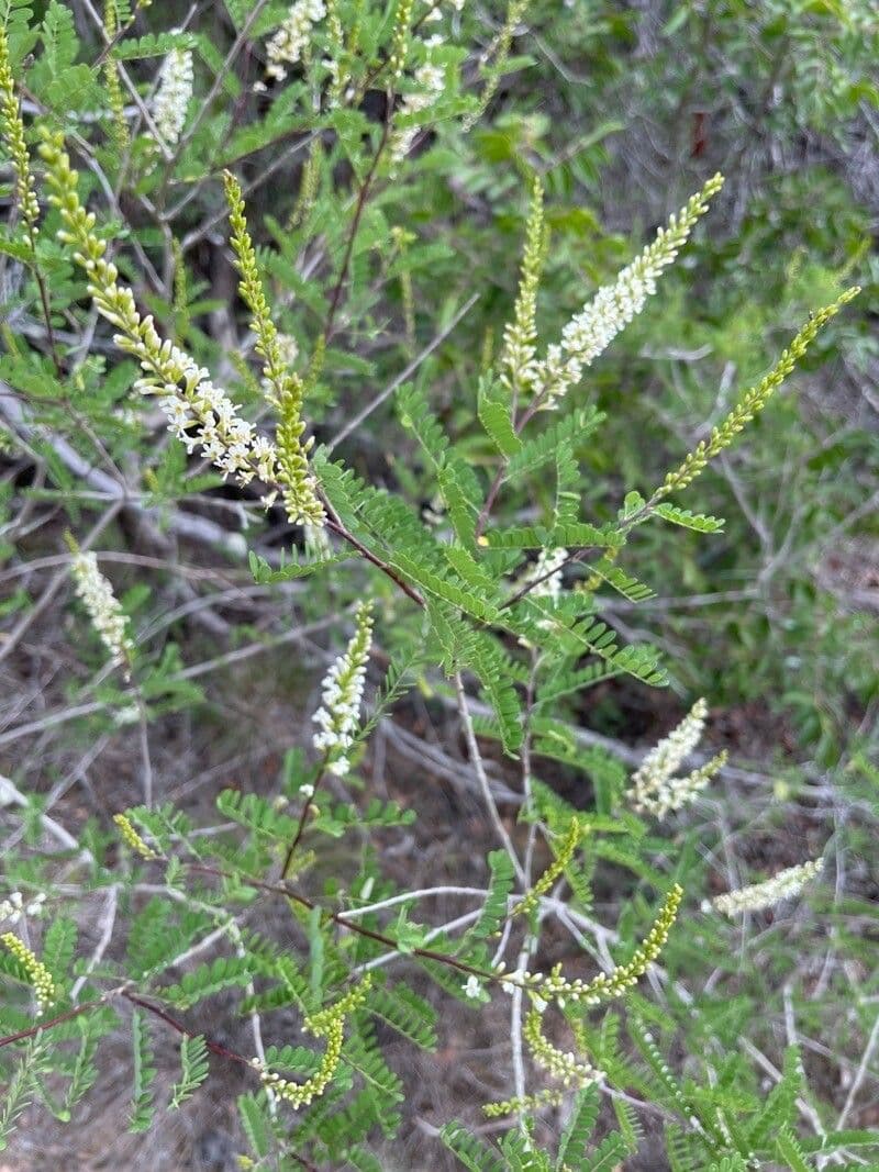Eysenhardtia 2