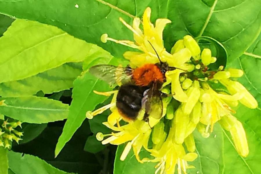 Busch-Honeysuckle 4