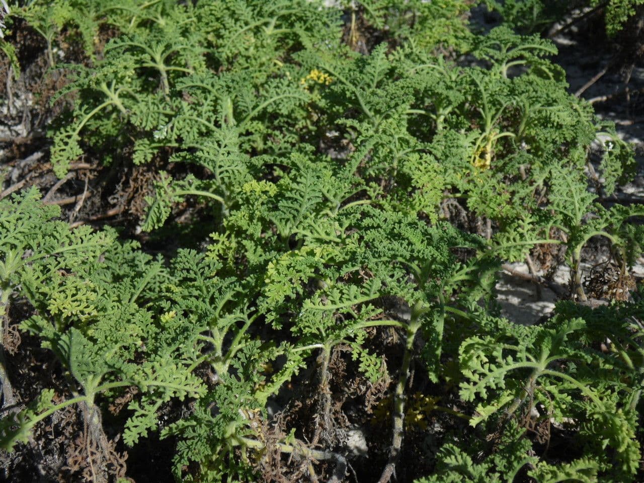 Ambrosia irsuta 3