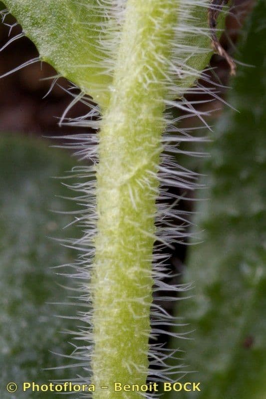 Arabis ciliata 21