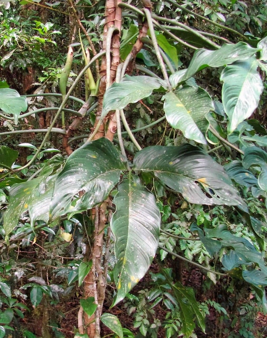 Filodendro tripartito 12