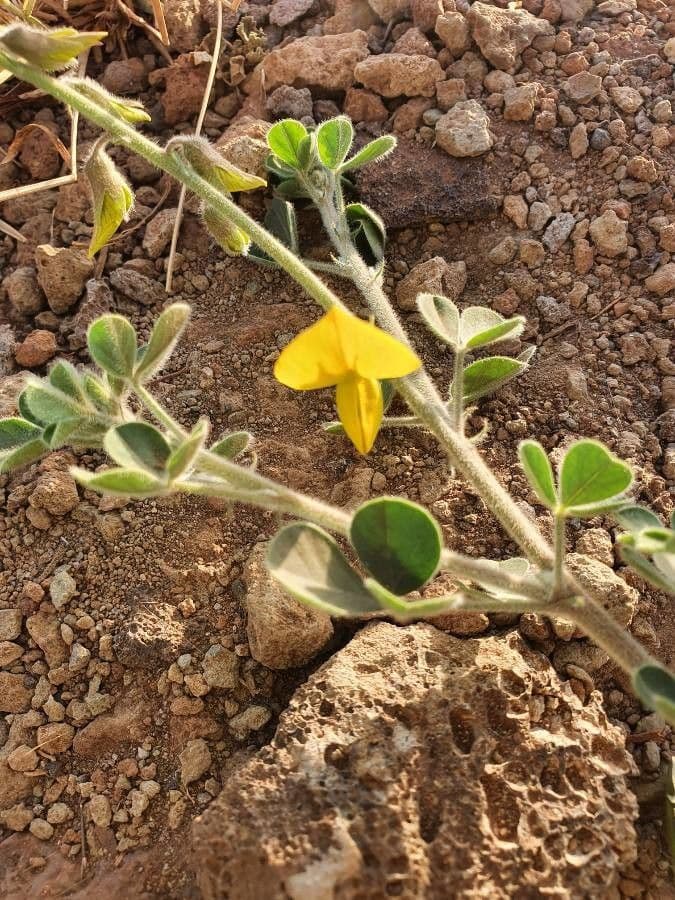 Crotalaria 3