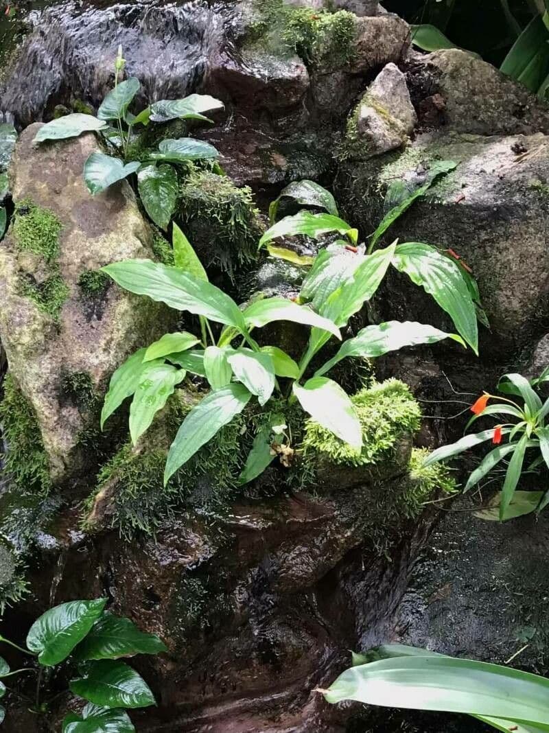 Tacca