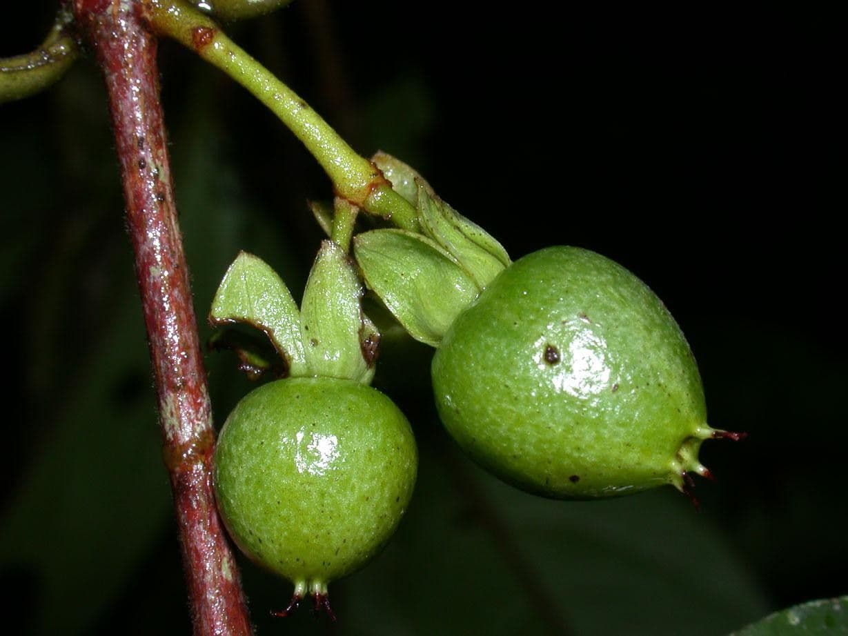 Vismia 5