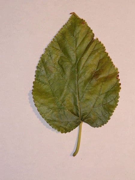 Weiße Maulbeere 29