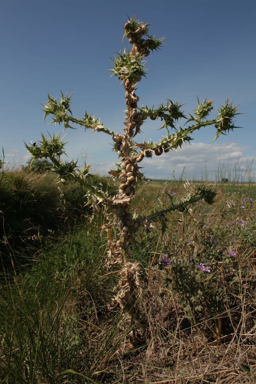 Girasole maculato 12