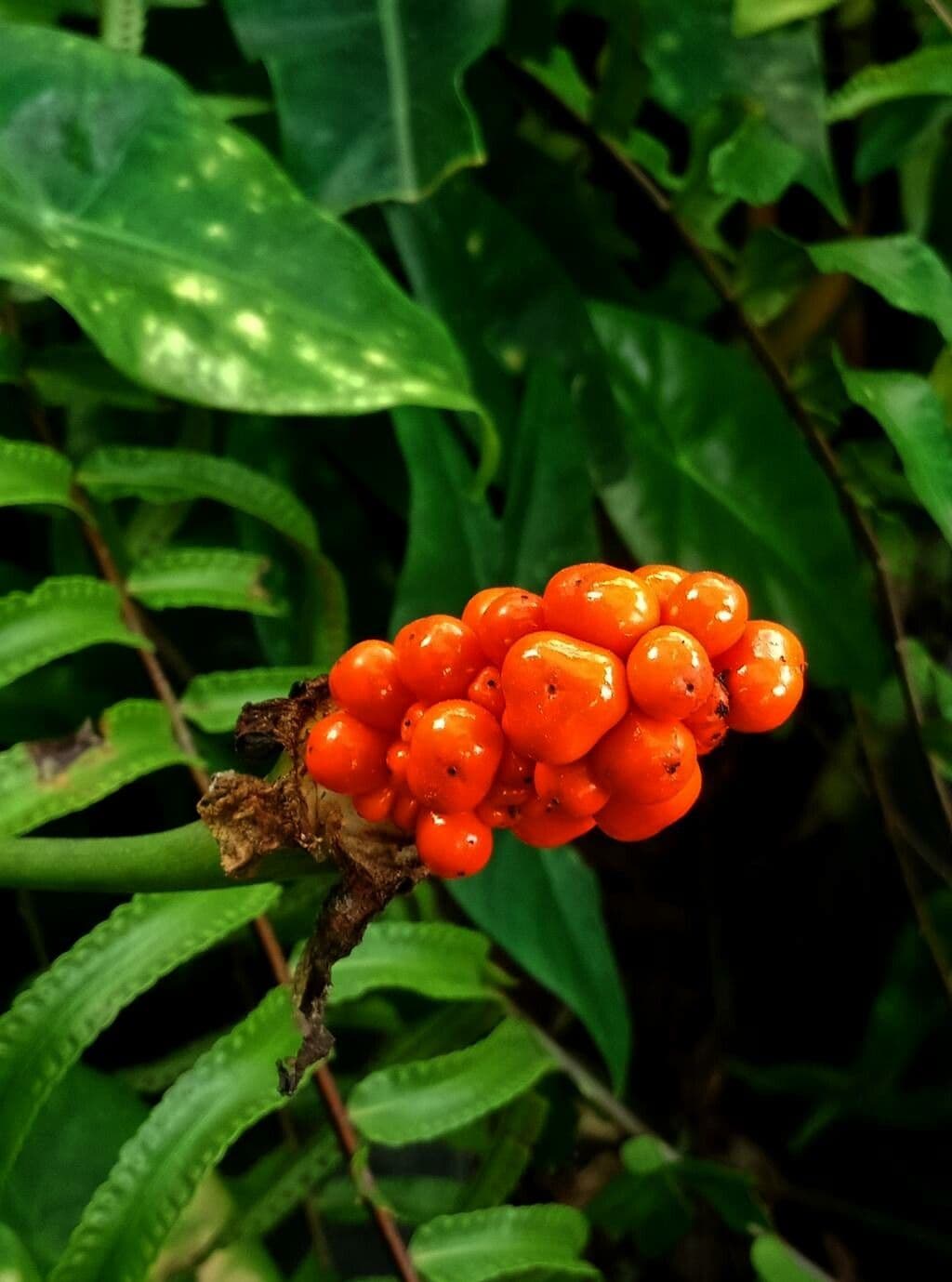 Alocasia