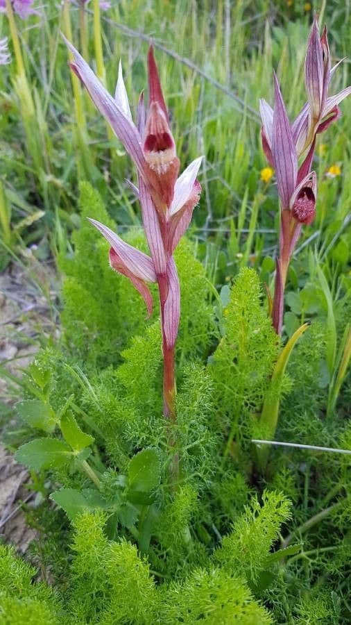 Serapiade vomeracea 22