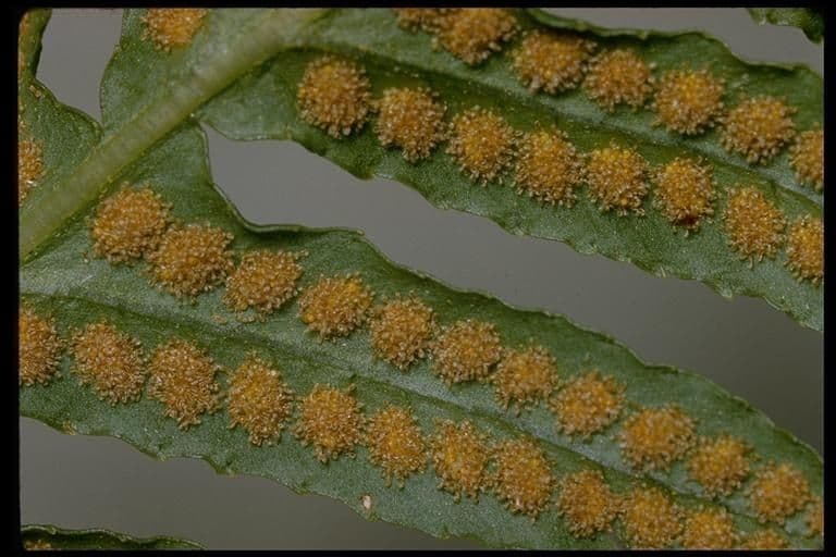 Polypodium californicum 2