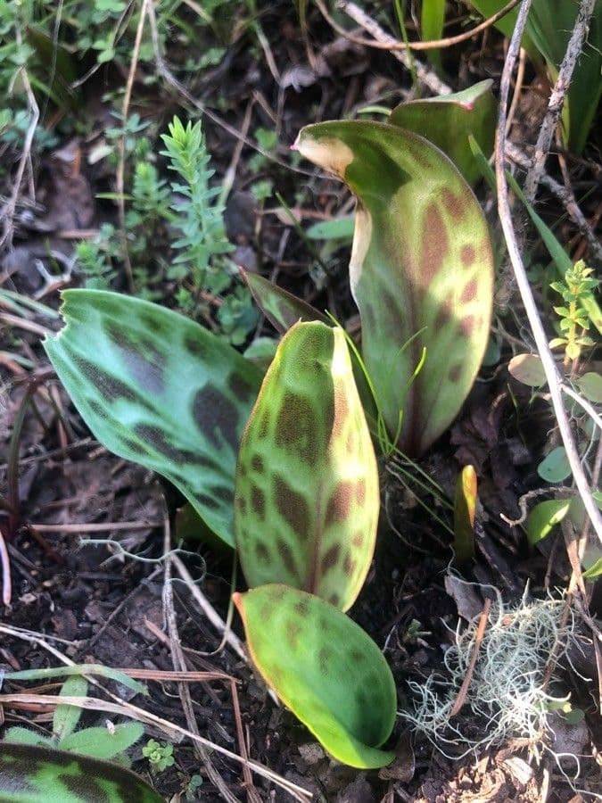 Kruštík oregonský 13