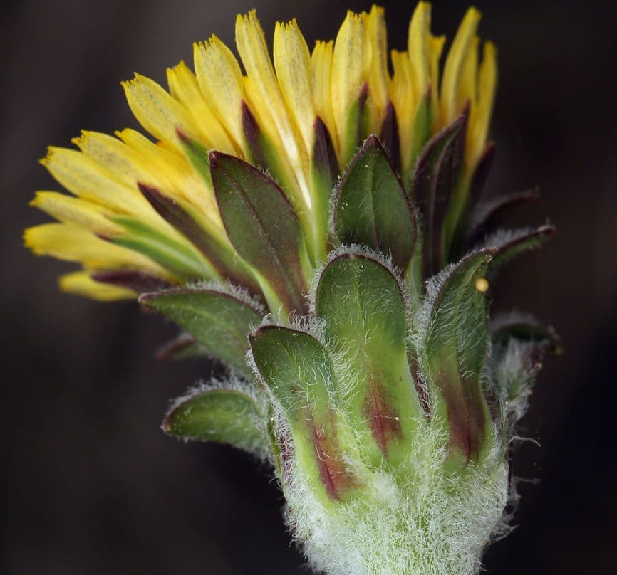 Agoseris 8