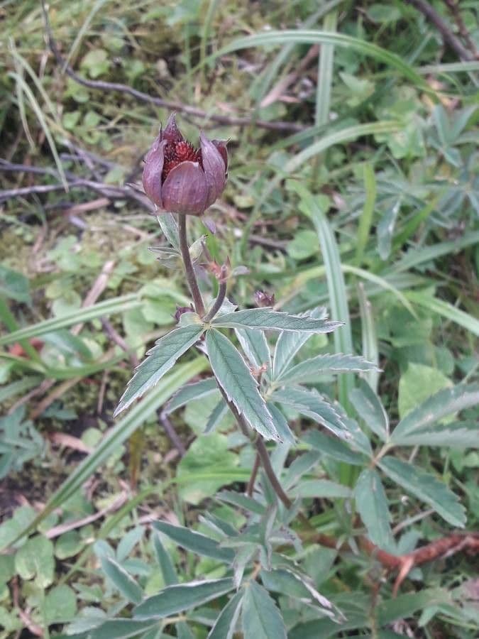 Cinquefoglie delle paludi 8
