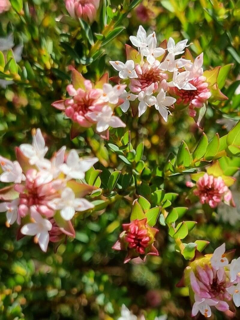 Pimelea 8