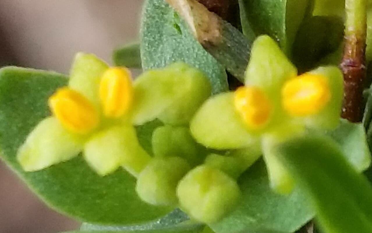 Pimelea