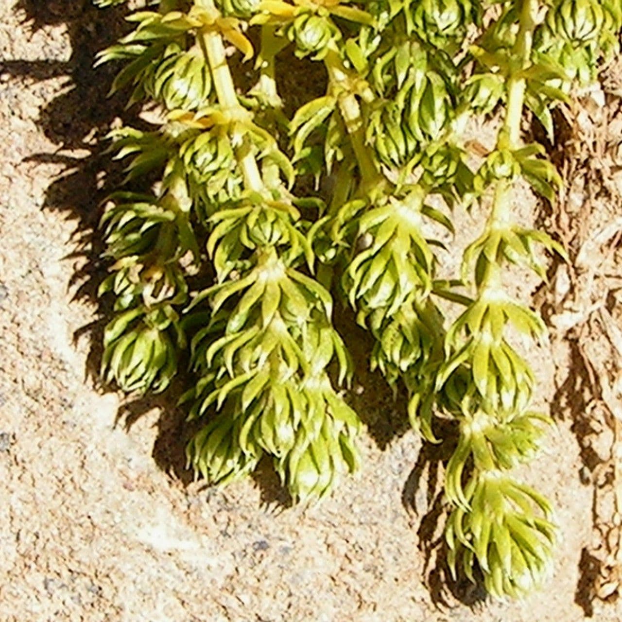 Rubiacea 6