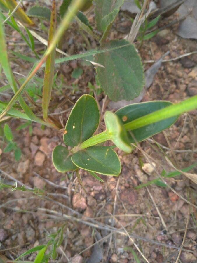 Calochortus splendens 6