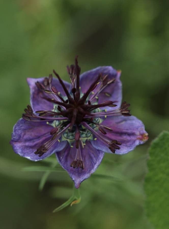 Černucha