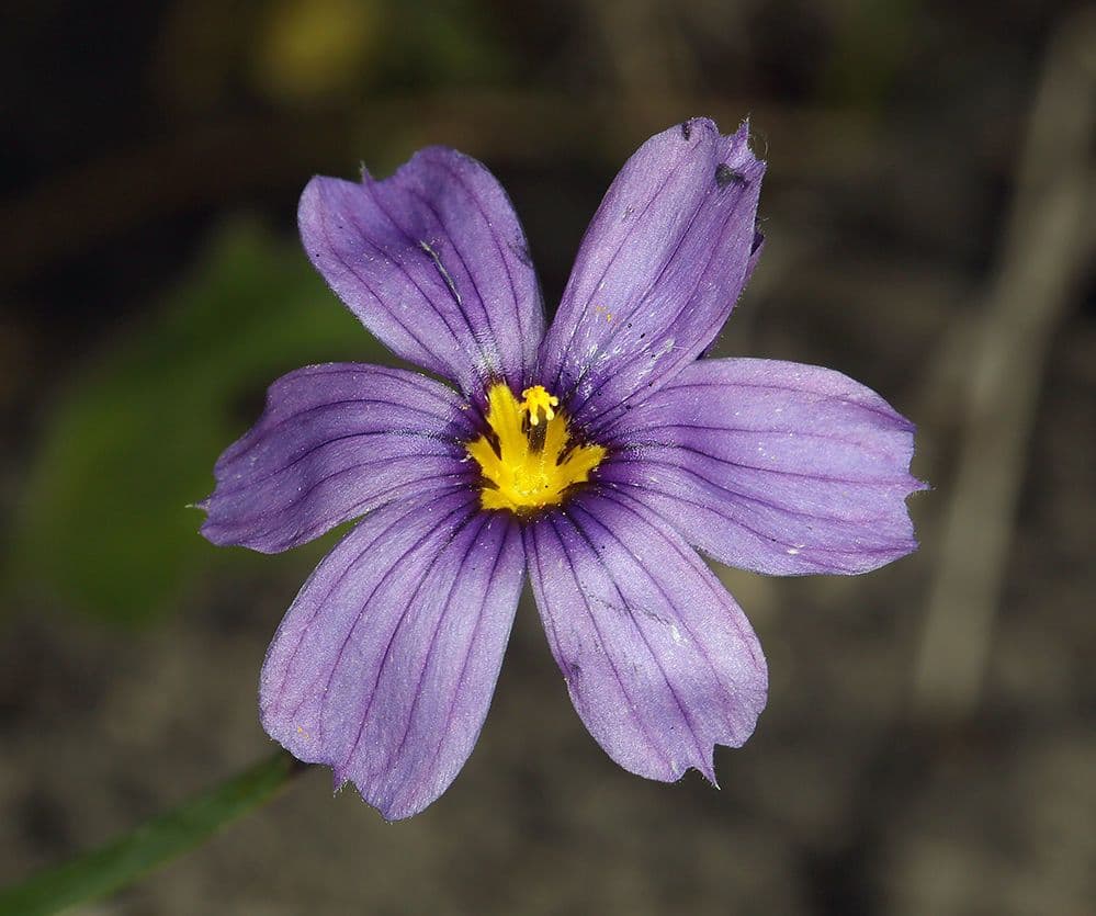 Sisyrinchium