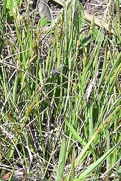 Junco dioico 3