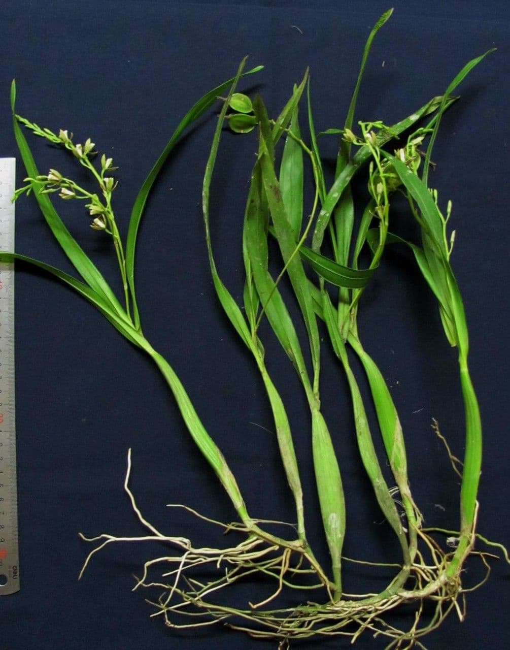Prosthechea 3