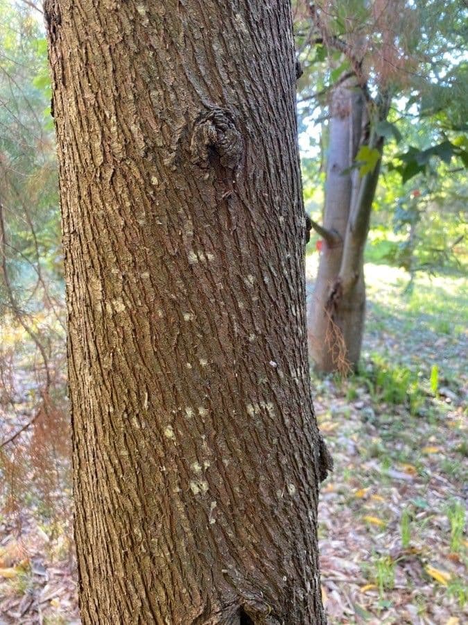 Callitris rhomboidea 11