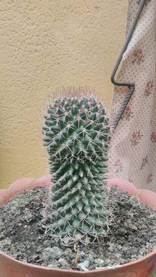 Mammillaria 5