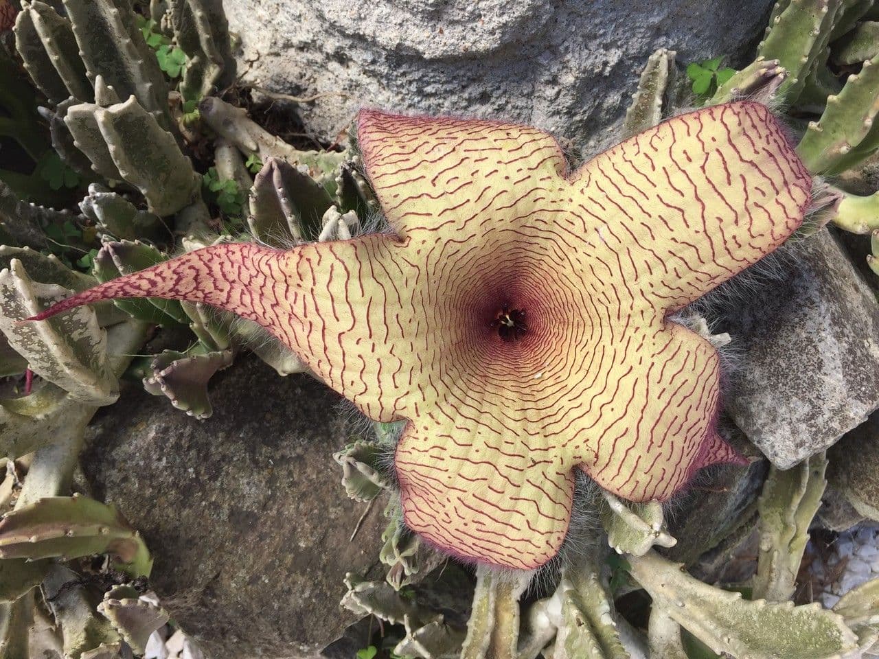 Stapelia gigantea 25