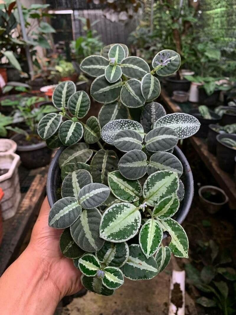 Argostemma