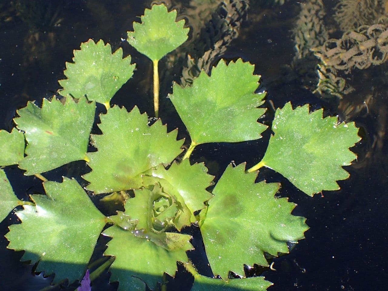 Castagna d'acqua 13