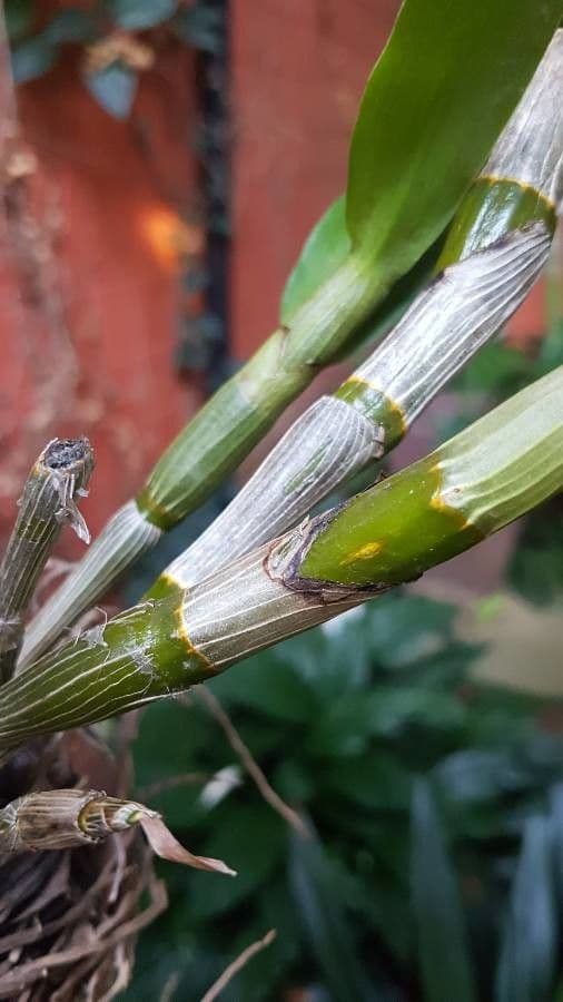 Epidendrum ibaguense 19