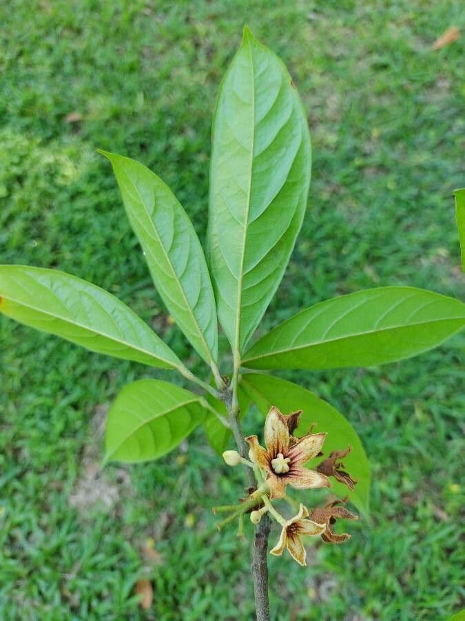 Cola acuminata 3