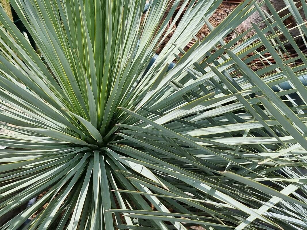 Whipples Yucca 16
