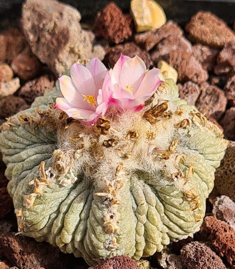 Aztekium ritteri 3