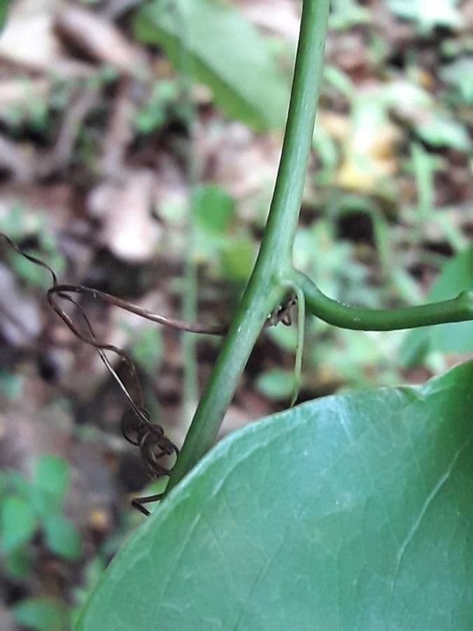 Passiflora laurifolia 17