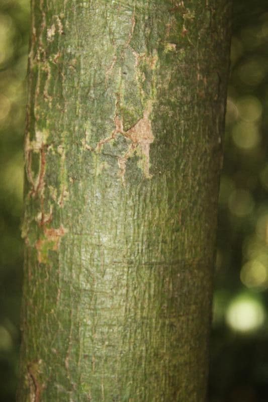 Hymenopus 4