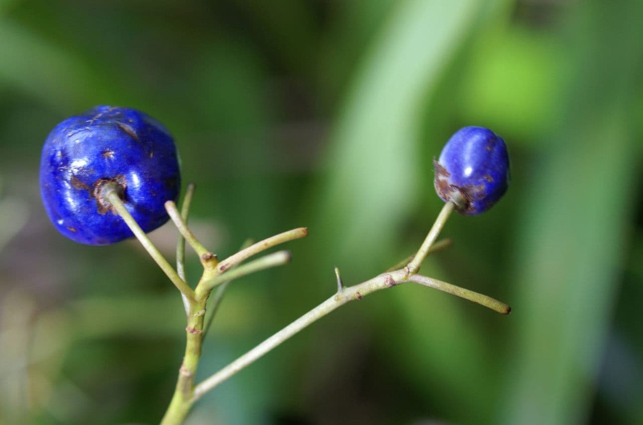 Dianella